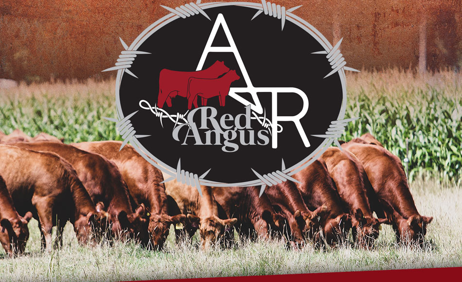 A&R Red Angus