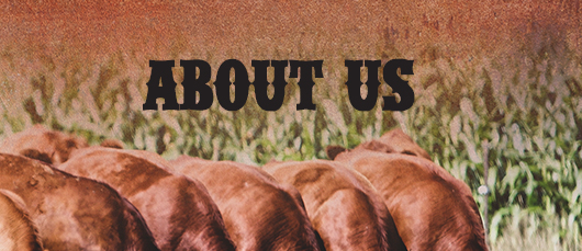 About Us