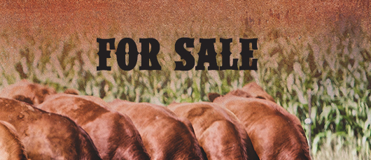 For Sale