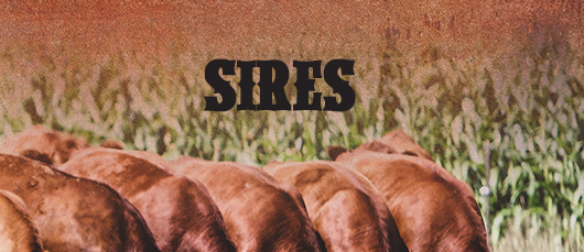 Sires