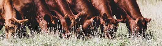 A&R Red Angus